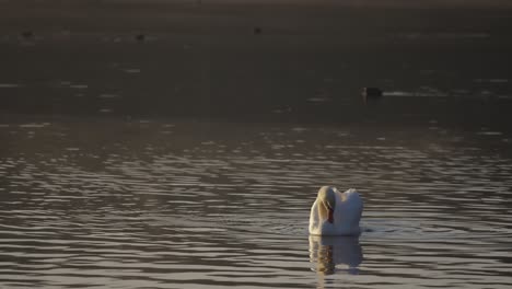 White-swan-on-water-scrubbing-itself