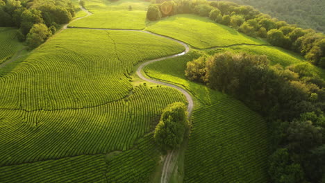 Aerial-view-tilting-over-a-road-in-middle-of-a-tea-plantation,-sunset-in-Russia