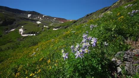 Aerial-cinematic-Columbine-state-yellow-wildflowers-Colorado-Ice-Lake-Basin-Trail-Silverton-Telluride-alpine-tundra-stunning-mountain-range-snow-mid-summer-daytime-beautiful-wide-slider-left-motion
