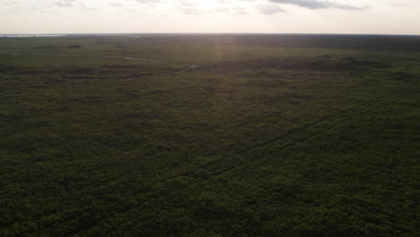 Aerial-push-in-shot-of-the-top-of-palm-trees-as-the-sun-sets-over-a-clear-field-in-Tulum,-Mexico