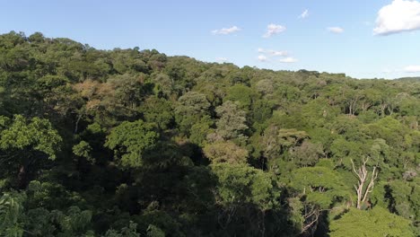 A-drone's-close-encounter-with-a-treetop-in-a-tropical-rainforest,-capturing-the-lush-canopy-and-vibrant-greenery-up-close