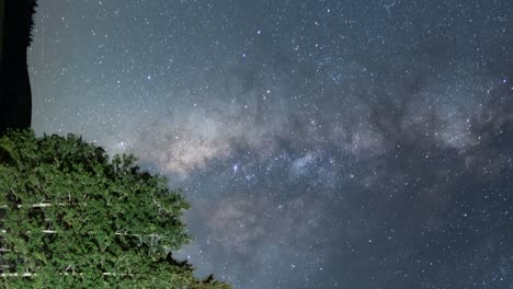 Milky-Way-over-a-grove-of-trees---sliding-vertical-time-lapse