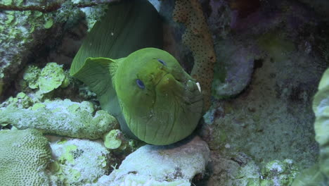 Closeup-of-face-of-a-Green-moray-eel-looking-out-of-a-cave-on-healthy-coral-reef-breathing-while-open-and-close-her-mouth