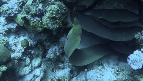 Green-moray-eel-swimming-out-of-her-home,-hole,-cave,-towards-the-camera,-in-front-of-healthy-coral-wall