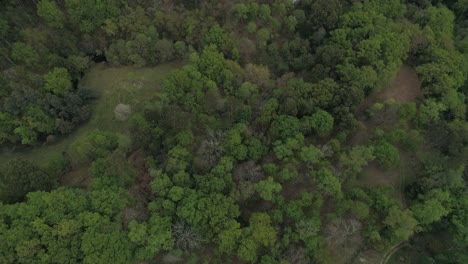 Flying-Over-Stunning-Green-Forest