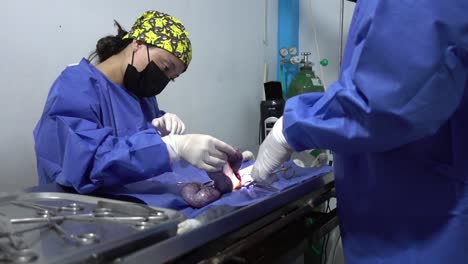 Toma-Ascendente-Que-Muestra-A-Los-Cirujanos-Operando-A-Un-Gato-Pequeño-En-Una-Clínica-Veterinaria.