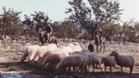 Shepherds-with-horses-taking-care-of-sheeps,-1960s-footage
