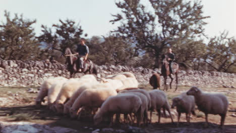 Pastores-Con-Caballos-Cuidando-Ovejas,-Imágenes-De-Los-Años-60.