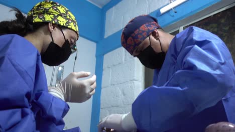 Low-angle-shot-of-a-veterinary-surgeon-preparing-to-suture-and-close-an-animal