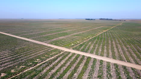 Aerial-view-of-miles-of-crops