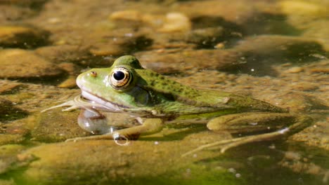 Wilder-Grüner-Frosch-Entspannt-Sich-An-Sonnigen-Tagen-Im-Freien-Im-Flachen-Teich,-Aus-Nächster-Nähe