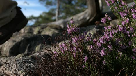 Man-hiker-in-rocky-forest-hill-passing-by-violet-flower-calluna-close-up