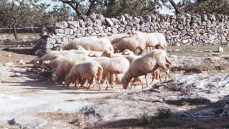 Flock-of-sheeps-and-shepherd-in-rural-Italy,-1960s-footage