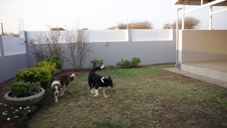 A-brown-and-black-border-collie-playing-fetch-with-a-ball-with-their-owner-in-a-garden
