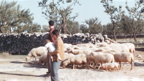 Shepherd-on-horses-moving-herd-of-sheeps-in-1960s-Italy