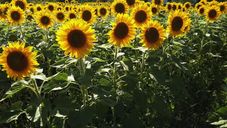Wide-shot-of-a-field-of-smiling-sunflowers