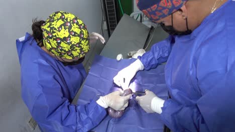 Toma-De-ángulo-Alto-De-Un-Veterinario-Realizando-Una-Cirugía-En-Los-Intestinos-De-Un-Gato.