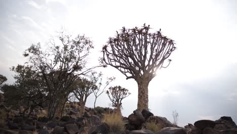 Weitwinkelansicht-Eines-Köcherbaums-In-Namibia,-Der-In-Dolomitfelsen-Verankert-Ist-Und-Zwischen-Dessen-Ästen-Die-Goldene-Sonne-Hervorschaut