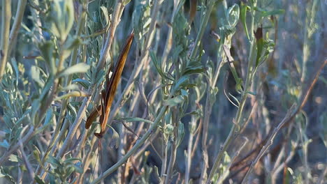 Closeup-Macro-insect:-Praying-Mantis-perched-on-sage-brush-shrub