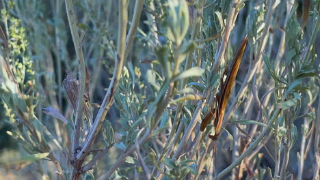 Macro-Close-up:-Brown-Praying-Mantis-insect-on-sage-brush-shrub
