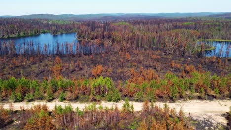 Después-Del-Mayor-Incendio-Forestal-En-Québec,-Bosque-Diezmado