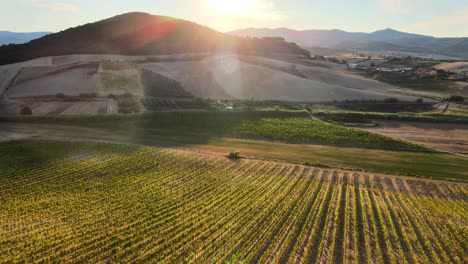 Aerial-landscape-view-over-vineyard-rows,-in-the-hills-of-Tuscany,-in-the-italian-countryside,-at-sunrise