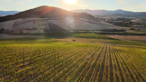 Aerial-landscape-of-vineyard-rows,-in-the-hills-of-Tuscany,-in-the-italian-countryside,-at-sunrise