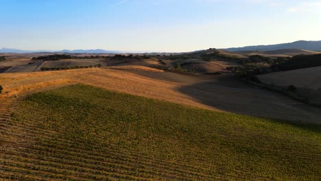 Aerial-landscape-view-of-vineyard-rows,-in-the-hills-of-Tuscany,-in-the-italian-countryside,-during-sunrise