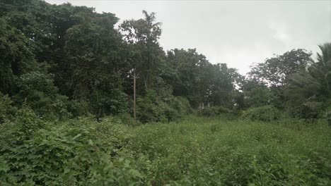 Empty-rural-overgrown-field-in-the-indian-rainforest-during-a-cloudy-and-windy-day