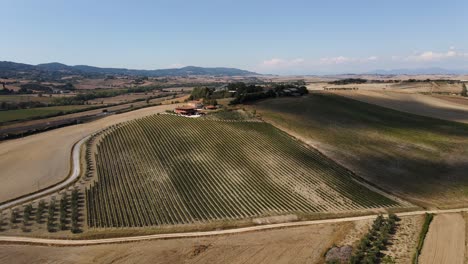 Aerial-panoramic-landscape-view-over-vineyard-rows,-in-the-hills-of-Tuscany,-in-the-italian-countryside,-on-a-sunny-day