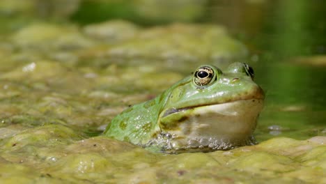 Grüner-Frosch-Ruht-Zwischen-Dichtem-Algensumpf-In-Der-Wildnis,-Aus-Nächster-Nähe