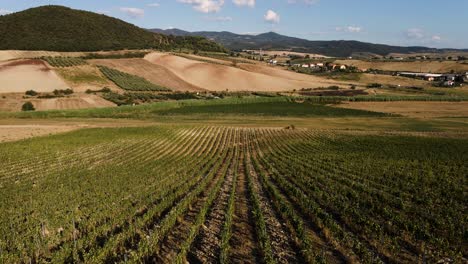 Aerial-panoramic-landscape-view-over-vineyard-rows,-in-the-hills-of-Tuscany,-in-the-italian-countryside