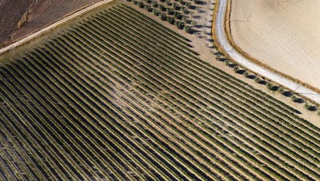 Aerial-top-view-over-vineyard-rows,-in-the-hills-of-Tuscany,-in-the-italian-countryside,-on-a-sunny-day