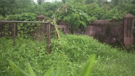 Hermoso-Jardín-Verde-Con-Un-Muro-De-Piedra-Y-Una-Puerta-En-La-Selva-India