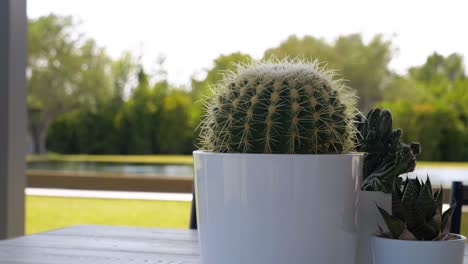 Slow-motion-bokeh-shot-of-a-cactus-plant-in-a-pot-sitting-on-a-table-in-a-garden
