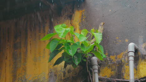 Rain-falling-on-plant-growth-on-the-weathered-yellow-apartment-wall