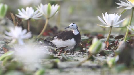 Pheasant-Tailed-Jacana-Releasing-Chicks-from-her-Body-in-water-Lily-flower