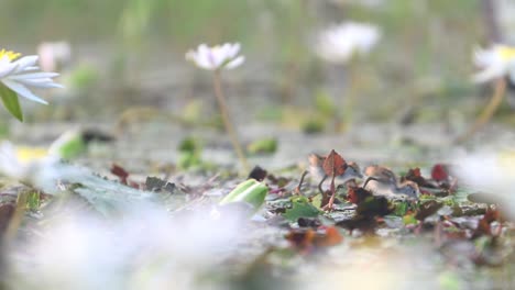 New-Born-Chicks-of-Pheasant-tailed-Jacana-Feeding-in-Habitat-of-water-lily-flowers