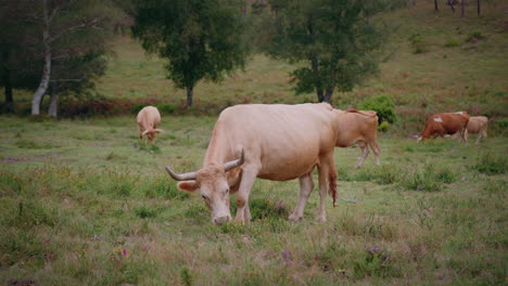 Vaca-Del-Parque-Nacional-De-Geres-Alimentándose-De-Hierba-Silvestre-En-Cámara-Lenta