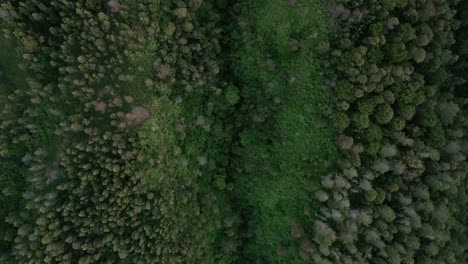 Top-down-aerial-over-green-Indonesian-forest-jungle-with-a-deep-crevice-in-woods