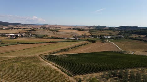 Aerial-panoramic-landscape-view-of-vineyard-rows,-in-the-hills-of-Tuscany,-in-the-italian-countryside