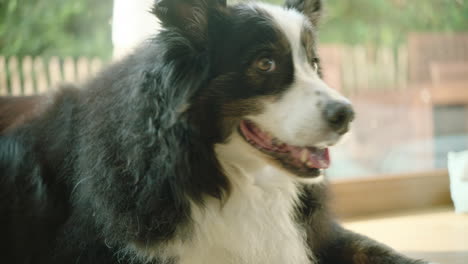 Mittlere-Aufnahme-Eines-Hundes,-Der-Am-Fenster-Liegt-Und-Den-Besitzer-Hinter-Der-Kamera-Ansieht