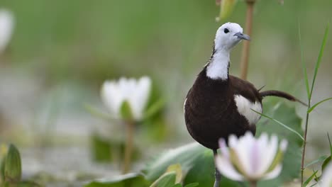 Closeup-of-Pheasant-tailed-Jacana-Bird-with-water-lily-Flower