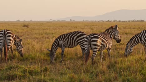 Slow-Motion-of-Zebra-Herd-Grazing-Savannah,-Africa-Animals-on-Wildlife-Safari-in-Masai-Mara-in-Kenya-at-Maasai-Mara,-Beautiful-Golden-Hour-Sunset-Sun-Light,-Steadicam-Tracking-Following-Shot