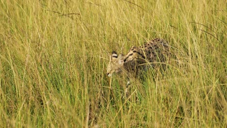 Zeitlupenaufnahme-Eines-Servals,-Der-Aus-Der-Ferne-Durch-Hohes-Gras-Streift,-Tarnung-Vor-Afrikanischer-Landschaft,-Aufblitzende-Markierungen,-Kenia,-Afrikanische-Safaritiere-Im-Naturschutzgebiet-Masai-Mara-Nord