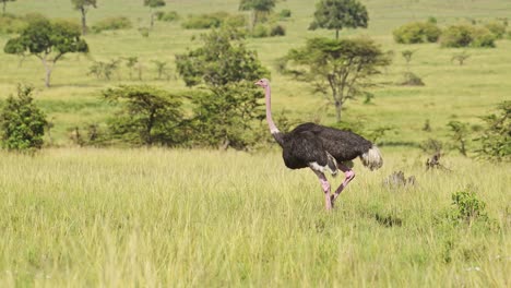 Slow-Motion-Shot-of-Ostrich-walking-running-across-luscious-green-savannah-plains-of-Masai-Mara,-African-flightless-birds-in-Maasai-Mara-National-Reserve,-Kenya,-Africa-Safari-Animals