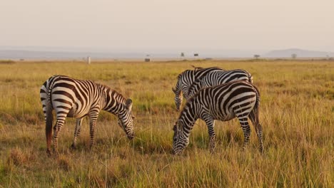 Zeitlupe-Der-Afrikanischen-Tierwelt,-Zebraherde,-Die-In-Der-Savanne-Weidet,-Tiere-Auf-Afrikanischer-Safari-In-Der-Masai-Mara-In-Kenia-In-Der-Masai-Mara,-Wunderschönes-Sonnenlicht-Zur-Goldenen-Stunde-Bei-Sonnenuntergang,-Steadicam-Aufnahme