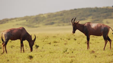 Slow-Motion-of-Topi-Fighting-in-Fight,-African-Wildlife-Animals-in-Territorial-Animal-Behaviour,-Amazing-Behavior-Protecting-Territory-in-Maasai-Mara-National-Reserve,-Kenya,-Africa