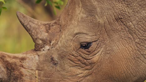 Slow-Motion-Shot-of-Rhino-closeup-detail-of-horn-and-eye-while-grazing-tall-grasslands-in-Masai-Mara-North-Conservancy,-African-Wildlife-in-Maasai-Mara-National-Reserve,-Kenya
