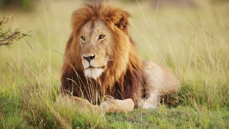 Slow-Motion-of-Male-lion,-African-Wildlife-Safari-Animal-in-Maasai-Mara-National-Reserve-in-Kenya,-Africa,-Masai-Mara,-Beautiful-Portrait-Looking-Around-Alert-in-Savanna-Landscape-Scenery